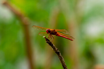 Close up macro lens image of a male autumn meadowhawk (Sympetrum vicinum) on a wooden stick near Potomac River, Maryland. This dragonfly is a top predator in its microcosm. 