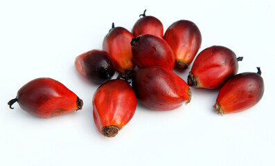 oil palm seeds