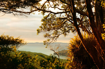 sunset in the forest