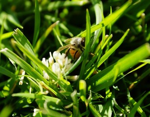 Honey Bee in the flowers