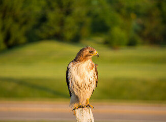 A red tailed hawk perches on a wooden post in the afternoon sunlight.