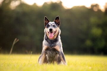 Australian Cattle Dog Blue Heeler sitting in a grassy field at sunset