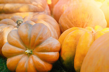 Pile of pumpkins background. Autumn harvest concept.