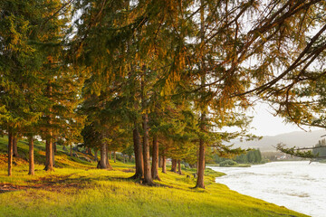 Obraz premium trees in the park