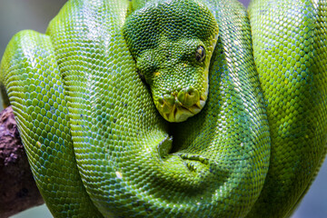 Obraz premium The green tree python (Morelia viridis) is a species of snake in the family Pythonidae. it is a bright green snake, living generally in trees.