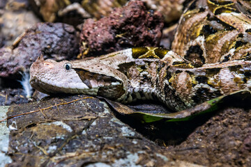 The Gaboon viper (Bitis gabonica) is a viper species found in the rainforests and savannas of sub-Saharan Africa.
Like all vipers, it is venomous. It is the largest member of the genus Bitis.
