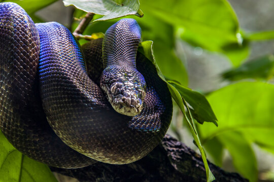 Macklot's python (Liasis mackloti) is a species of python, a nonvenomous snake in the family Pythonidae. It is endemic to Indonesia, East Timor, Papua New Guinea, and coastal northern Australia. 