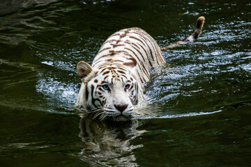 The white tiger is a pigmentation variant of the Bengal tiger.  Such a tiger has the black stripes typical of the Bengal tiger, but carries a white or near-white coat.
