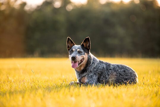 Australian Cattle Dog Blue Heeler laying down in a grassy field at sunset