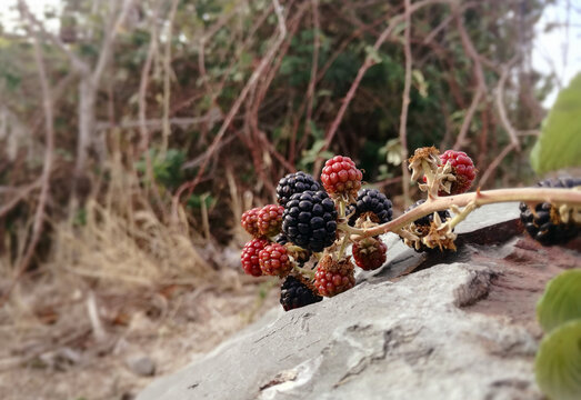 Wild black and red berries growing in the bush under the sun of Spain. Fruits of the blackberry, forest. Natural food.