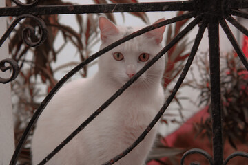 Gato en Casa 