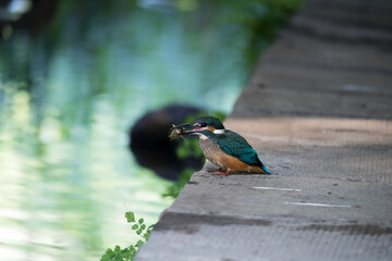 カワセミの幼鳥、小エビ捕獲
