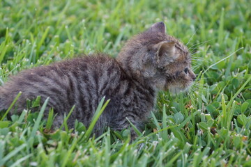Naklejka na ściany i meble Kitten in the grass