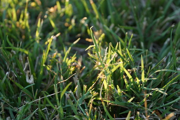 Sunlight on grass