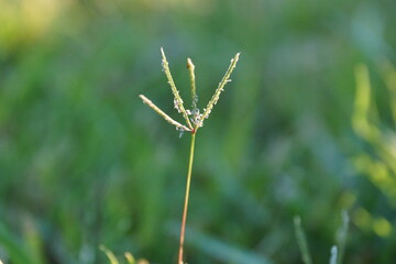 Grass