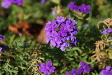 Purple flower