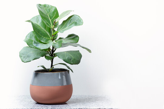 Fiddle Leaf Fig On Granite