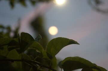 여름밤