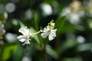 White flower