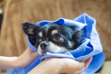 シャンプー後に乾かす犬