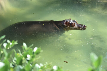Hippopotamus in water 
