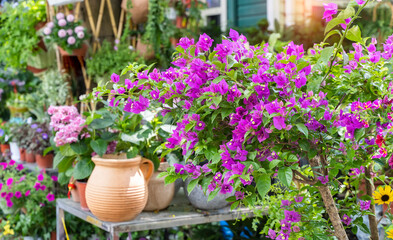 Fototapeta na wymiar purple bougainvillea flowers in garden