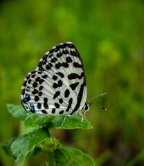 butterfly on a green leaf