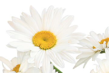 White garden chamomile (Latin Matricária) close-up on a white background.