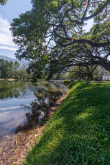 Fototapeta na wymiar Mystical giant trees aged for more than a hundreds years beautifully live by the lakeside of Taiping Lake Garden in Perak Malaysia. 