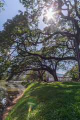 Mystical giant trees aged for more than a hundreds years beautifully live by the lakeside of Taiping Lake Garden in Perak Malaysia. 