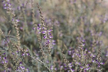 Obraz premium Purple Raceme bloom arising from Parry False Prairie Clover, Marina parryi, Fabaceae, native Herbaceous Perennial plant on the outskirts of Twentynine Palms, Southern Mojave Desert, Springtime.