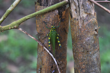 Tropical grasshopper, green and yellow, Ecuador.