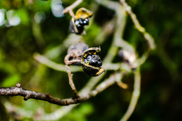 colorado potato beetle