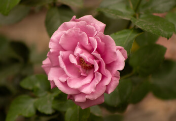 pink rose in garden