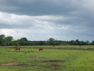 herd of cows