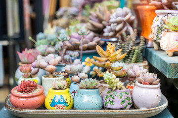 Miniature succulent plants (succulent cactus) at the garden