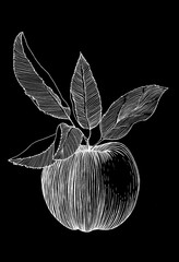 hand drawn illustration of an apple with leaves on black background