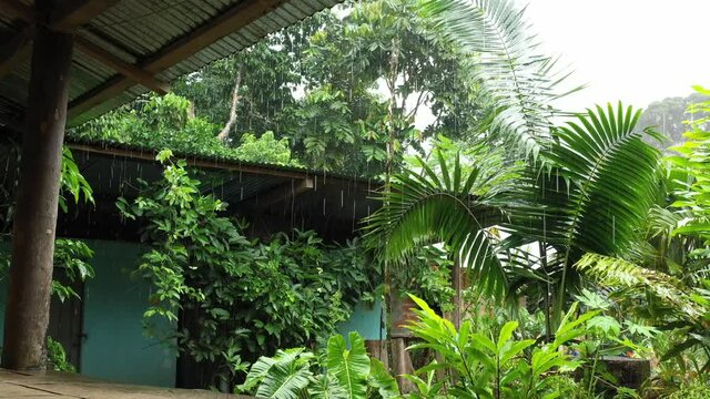 A rainy day in the tropical rainforest, seen from below the roof of a small building in the countryside
