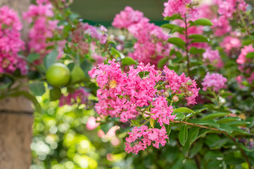 crepe myrtle flowers in garden