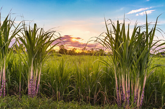 Cane Field Images – Browse 48,041 Stock Photos, Vectors, and Video ...
