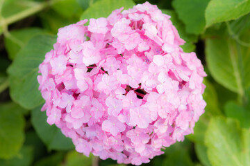 Obraz premium 淡いピンクの紫陽花
