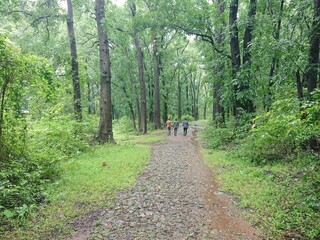 path in the woods