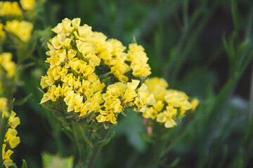 Close up picture of yellow dried statice flowers on green background. Natural herbs with copy space for text form the garden and agricultural concept with small flowers. 