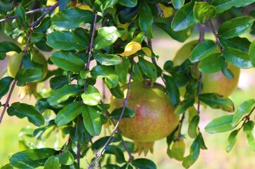 Tres granadas en un árbol