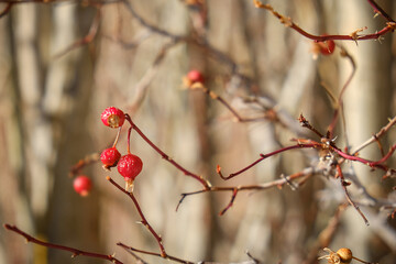 Fototapeta na wymiar nature background.beauty of rose hip tree.