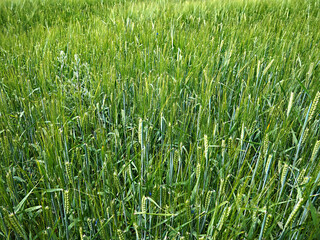 Rural landscape of farm land with green wheat field