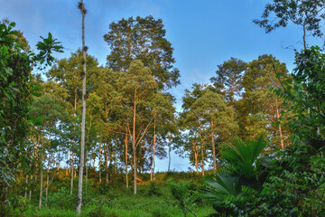 Amazing sunset in the forest