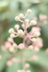 pink cherry blossom