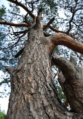 Bark on a pine tree trunk