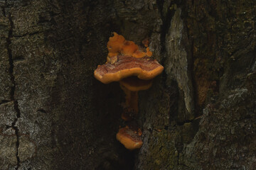 Bracket fungus (chicken-of-the-woods), Ecuador.